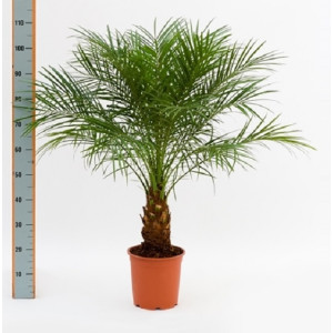 Пальма Робелена 100 см.